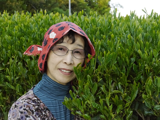 Thé vert du Japon Miyazaki Tokujou première récolte printemps 2025 petits producteurs BIO – Image 4
