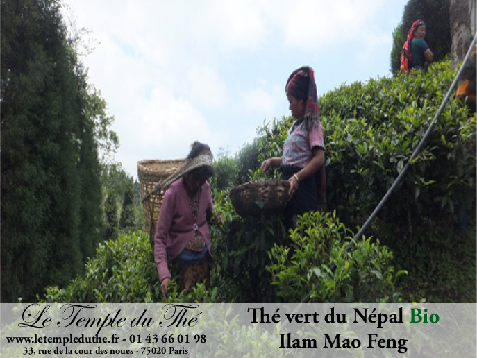 Thé vert du Népal de petits producteurs BIO ILAM MAO FENG 1ère récolte du printemps 2025 – Image 4