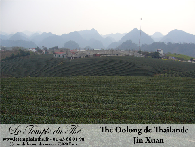 Thé Wulong (Oolong) de Thaïlande JIN XUAN petits producteurs printemps 2025 – Image 2