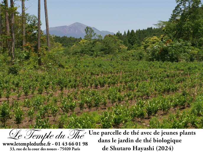Thé du Japon de Kirishima Houjicha thé grillé BIO petits producteurs – Image 5